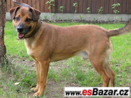 ♥ Rosťa 11258 ♥ - kříženec - pes – fotografie 1