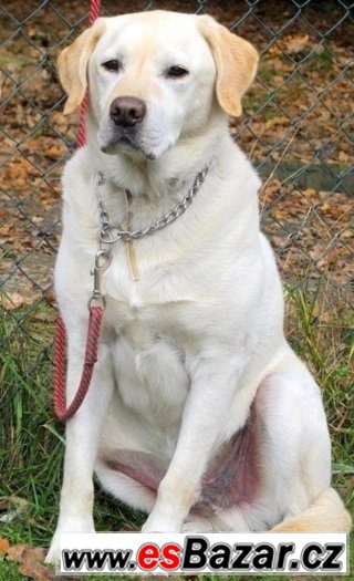 ♥ Amok ♥ - Labradorský retrivr - pes – fotografie 1