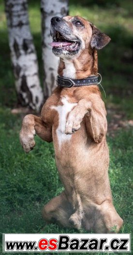 ♥ Hrom 13511 ♥ - Německý boxer x - pes – fotografie 1