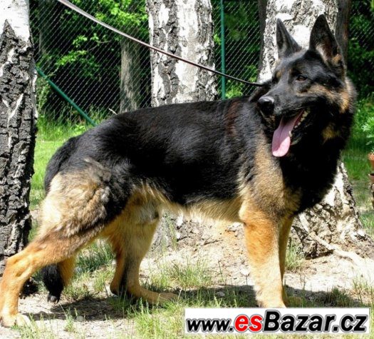 ♥ Diego 13484 ♥ - Německý ovčák - pes – fotografie 1