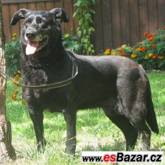 ♥ Holka 12833 ♥ - Labradorský retrivr x - fena – fotografie 1