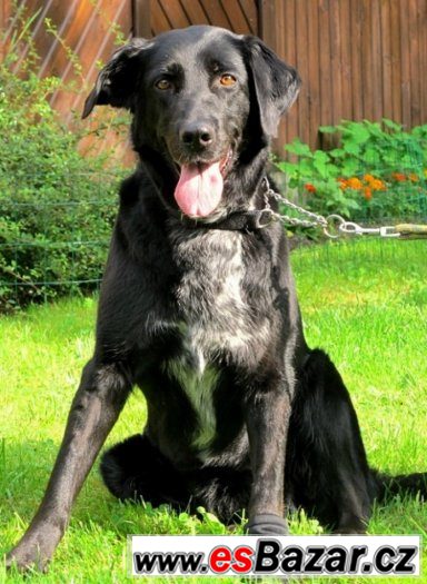 ♥ Bláža 13477 ♥ - Labradorský retrivr x - fena – fotografie 1