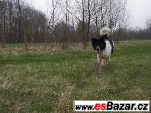 ♥ Kron ♥ - Špic x Border kolie - pes – fotografie 2