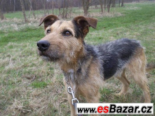♥ Timur ♥ - Německý ovčák x Kolie - pes – fotografie 1