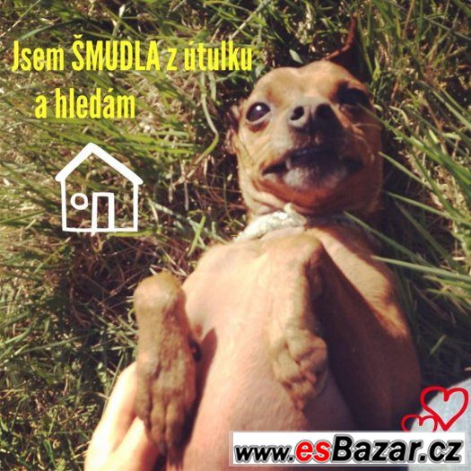 ♥ Šmudla ♥ - Pinč - pes – fotografie 1