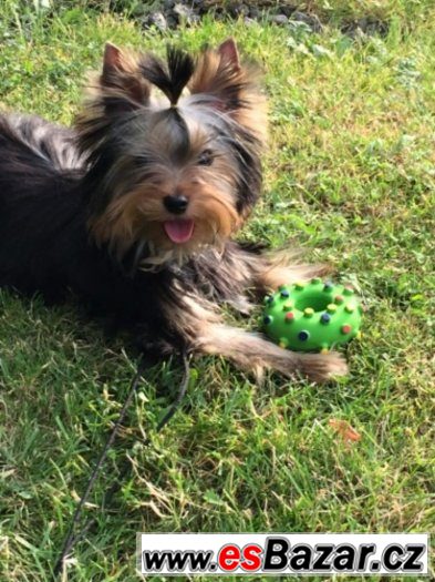yorkshire terrier s PP – fotografie 3