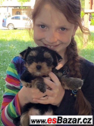 yorkshire terrier s PP – fotografie 4