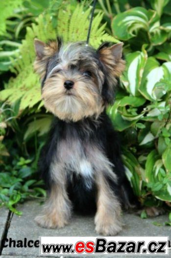 yorkshire terrier s PP – fotografie 5