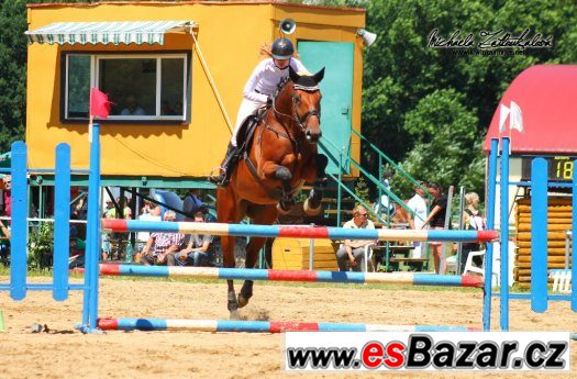 Nabízím k prodeji více sportovních koní od 4-7let – fotografie 3