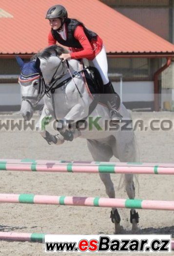 Nabízím k prodeji více sportovních koní od 4-7let – fotografie 4