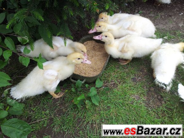 Kachňata kachny pižmové – fotografie 1