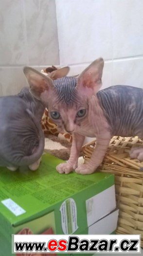 Kočičky sphynx – fotografie 5