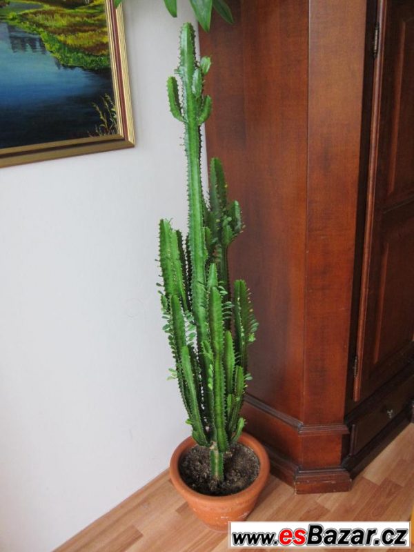 Kaktus euphorbia trigona – fotografie 1