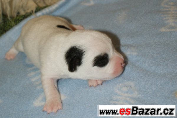 Jack Russel terier hladký vrh s PP – fotografie 2