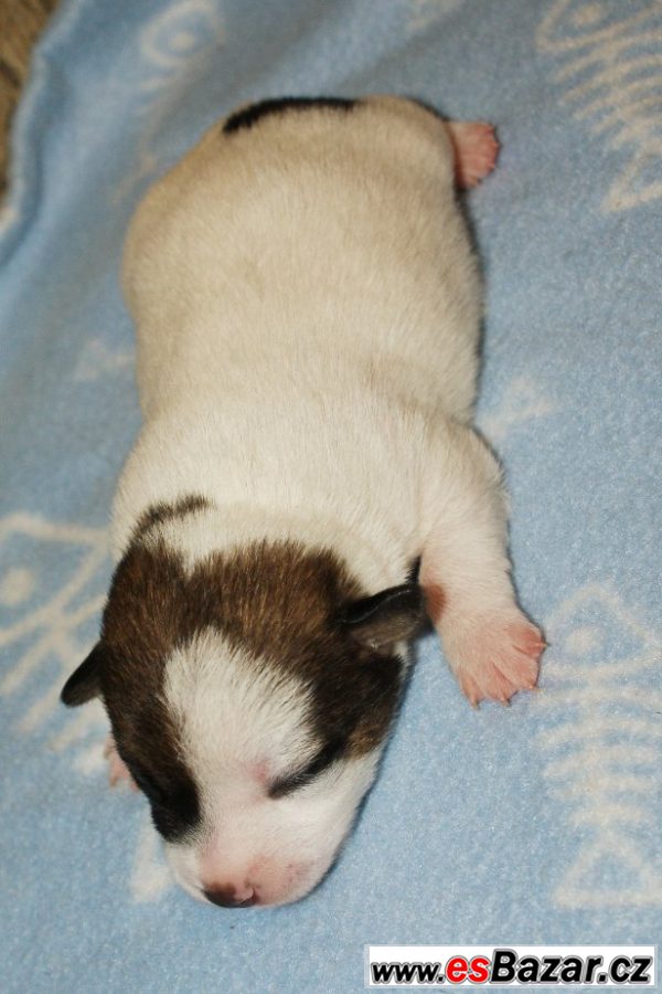Jack Russel terier hladký vrh s PP – fotografie 3