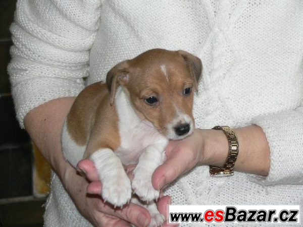 Jack Russel teriéra – fotografie 1