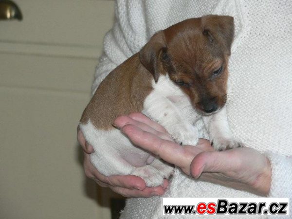 Jack Russel teriéra – fotografie 3