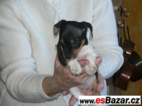 Jack Russel teriéra – fotografie 5