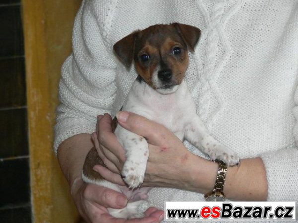 Jack Russel teriéra – fotografie 6