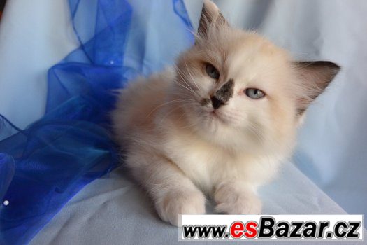 Ragdoll – fotografie 1