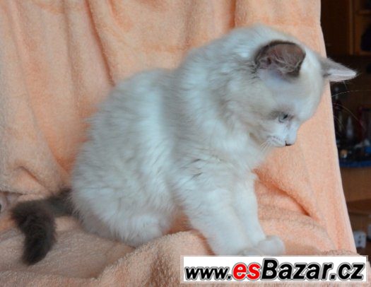 Koťátka Ragdoll s PP – fotografie 2