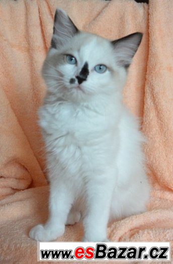 Koťátka Ragdoll s PP – fotografie 3
