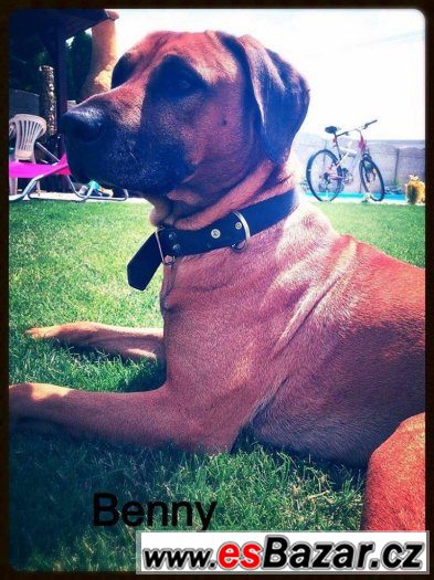 štěňata Rhodéského Ridgebacka – fotografie 3