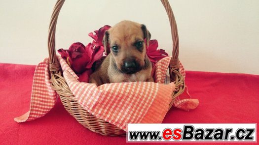 Štěňata Rhodéského Ridgebacka – fotografie 1