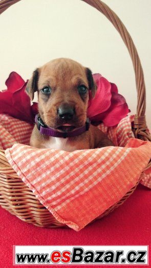 Štěňata Rhodéského Ridgebacka – fotografie 2