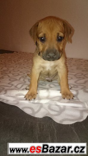 2 volné fenečky RHODÉSKÉHO RIDGEBACKA – fotografie 3