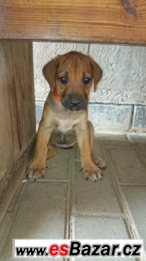 2 volné fenečky RHODÉSKÉHO RIDGEBACKA – fotografie 5