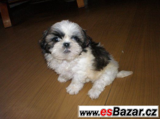 Shih-tzu – fotografie 1