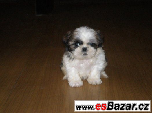 Shih-tzu – fotografie 4