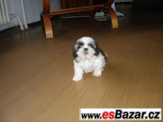 Shih-tzu – fotografie 5