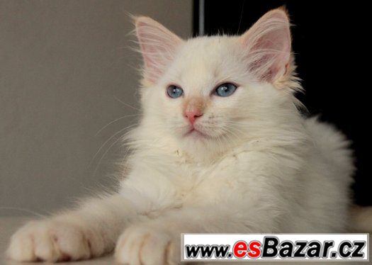 Ragdoll koťátka s PP- kocourci – fotografie 1