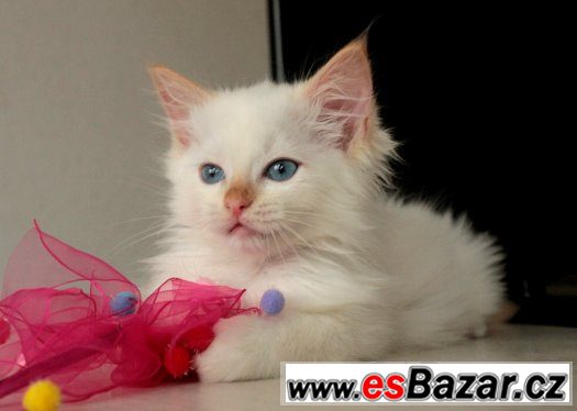 Ragdoll koťátka s PP- kocourci – fotografie 2