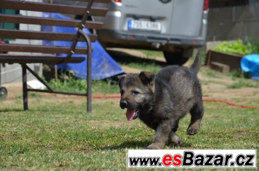 Prodám štěně NO – fotografie 2