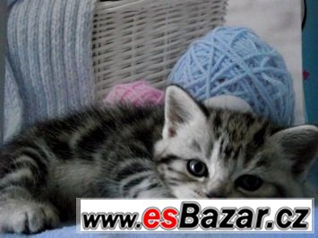 Britská koťátka bez PP ,v atraktivním zbarvení Whiskas, – fotografie 1