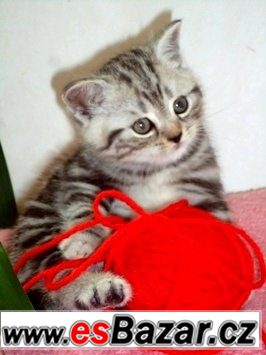 Britská koťátka bez PP ,v atraktivním zbarvení Whiskas, – fotografie 4