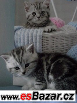 Britská koťátka bez PP ,v atraktivním zbarvení Whiskas, – fotografie 5