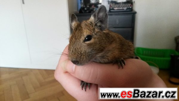Daruji osmaky degu – fotografie 2