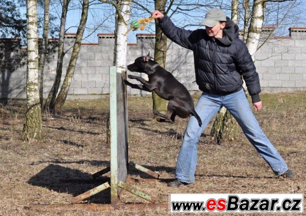 Darujeme Patterdale teriéra – fotografie 4
