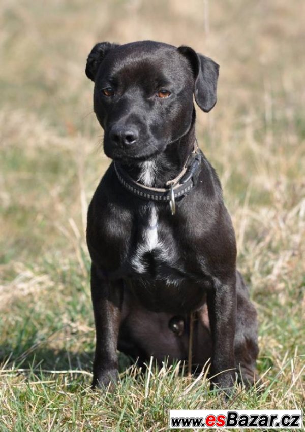 Darujeme Patterdale teriéra – fotografie 6