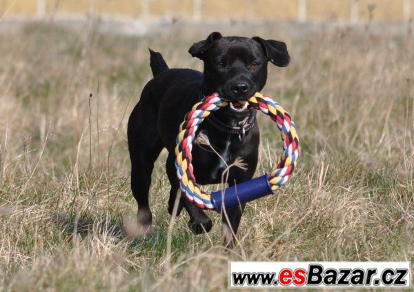 Darujeme Patterdale teriéra – fotografie 7