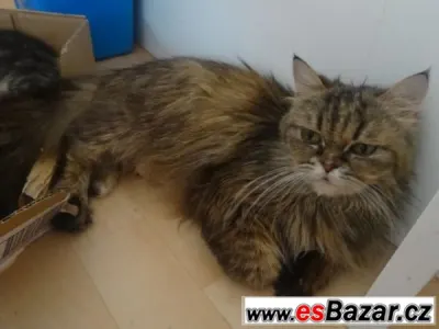Esterka perská kočka 