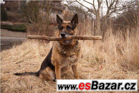DIESEL - Německý ovčák - pes – fotografie 1