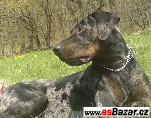 Daruji - louisianský leopardí pes – fotografie 1