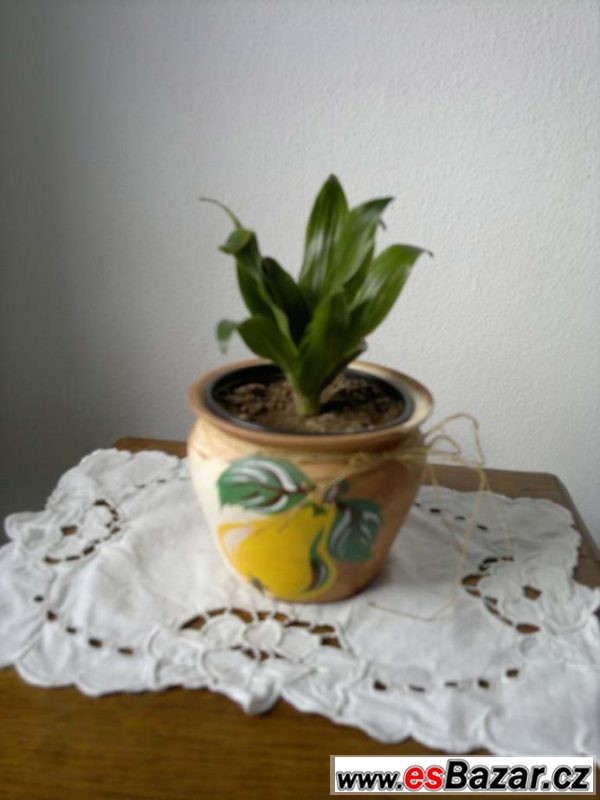 Dracena s obalem – fotografie 1
