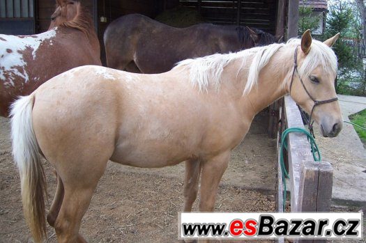 ROČNÍ KLISNA APALOOSA -  zabarvení : palomino – fotografie 4