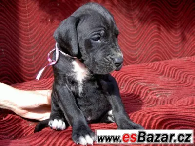 Německá doga s PP